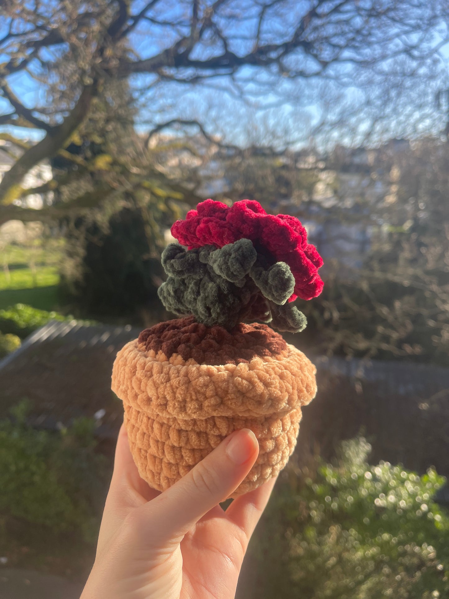 Rose éternelle