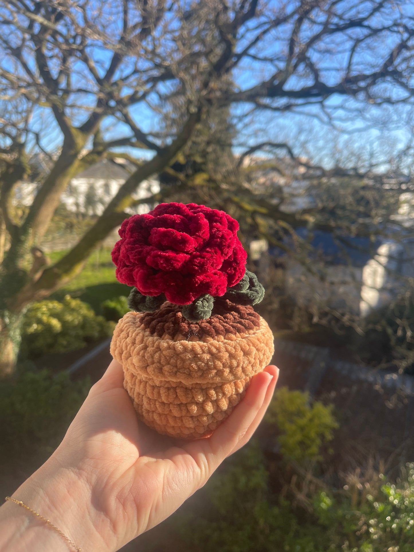 Rose éternelle