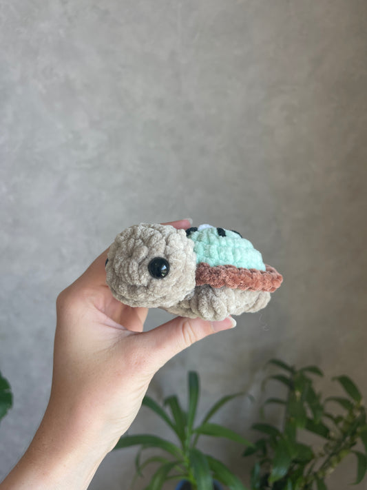Tortue fruit carapace kiwi
