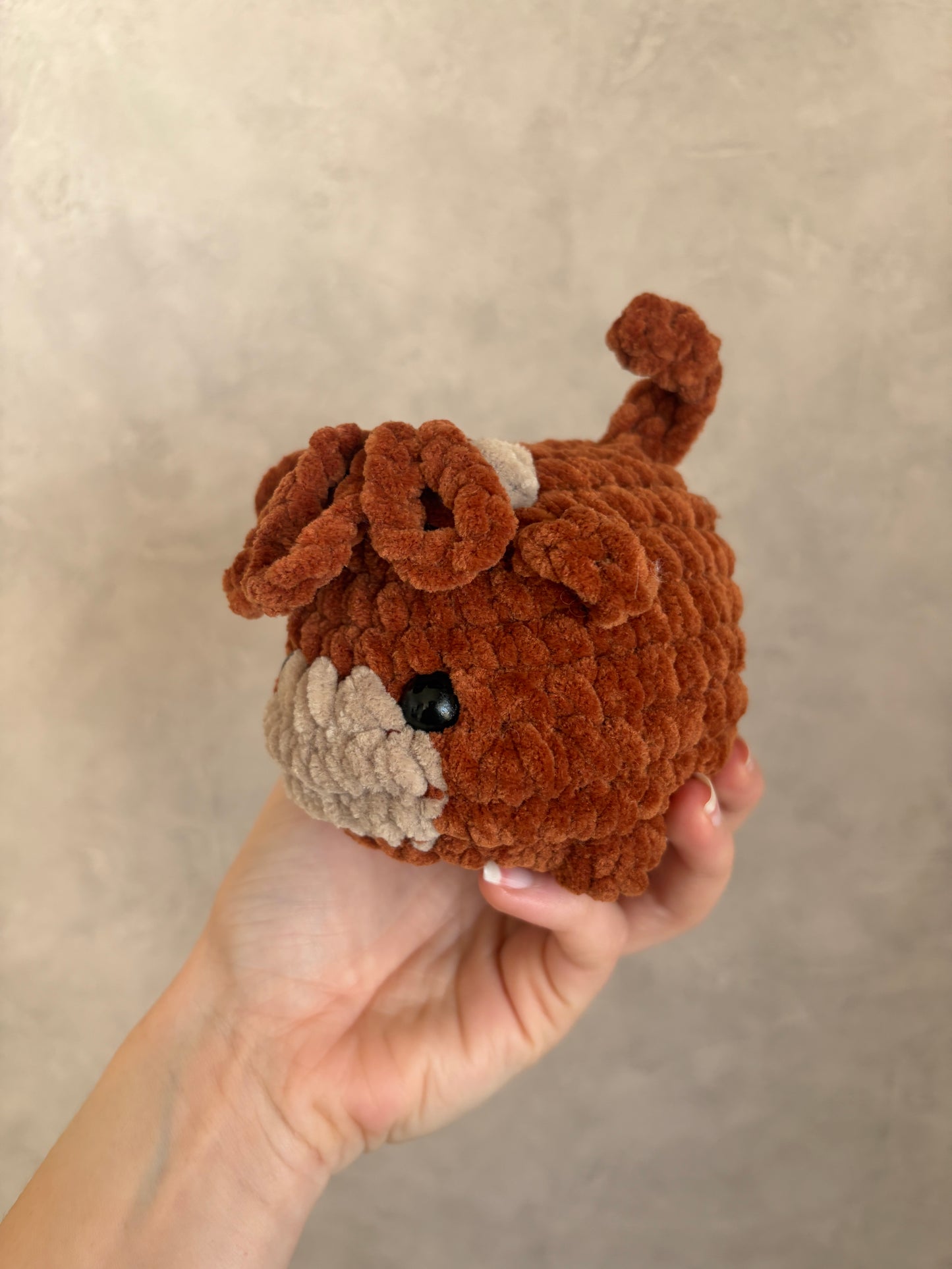 Vache brioche highland