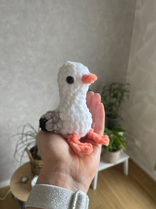 Picui la mouette bretonne